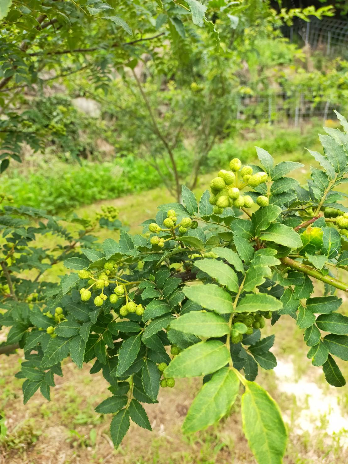 山椒