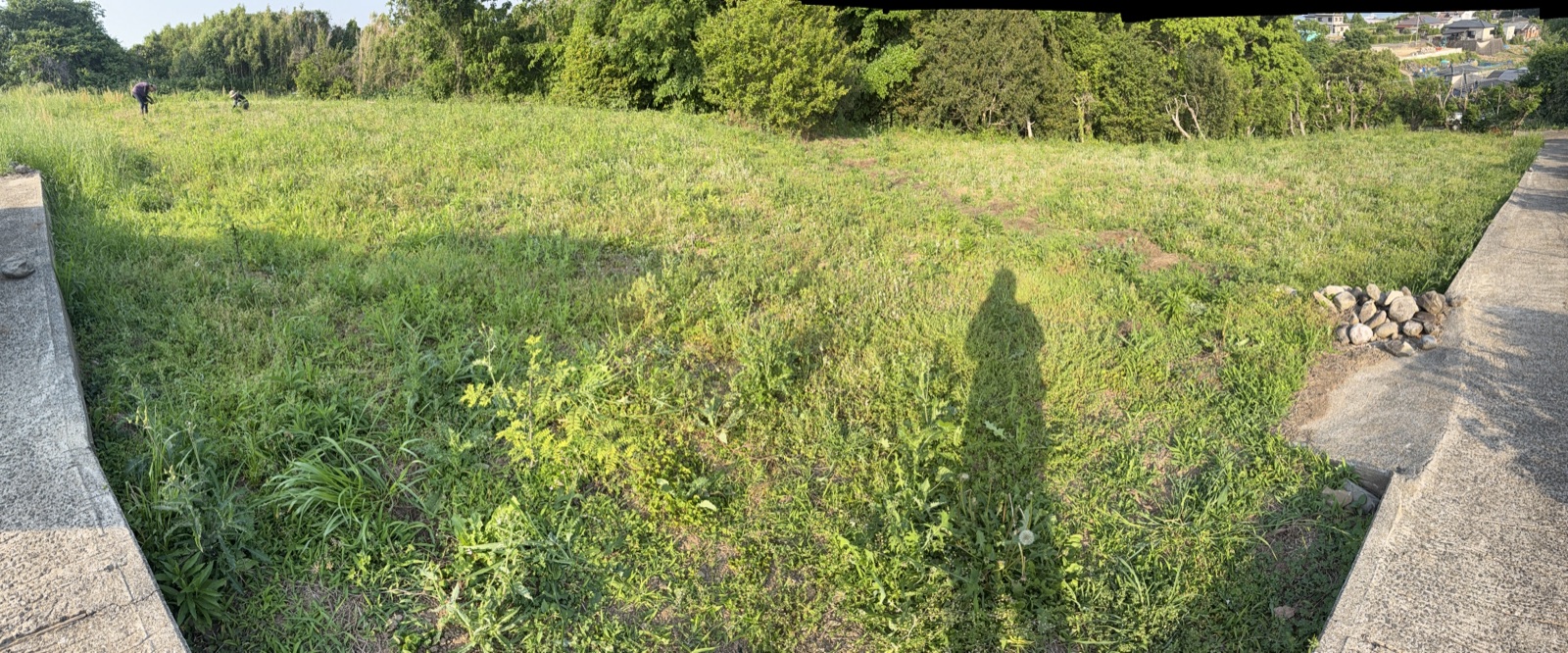 260517 山椒畑の現状