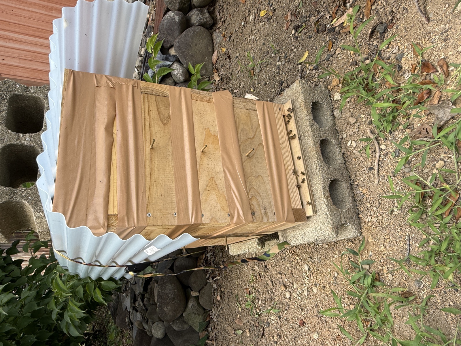 継ぎ足し後の養蜂箱全体