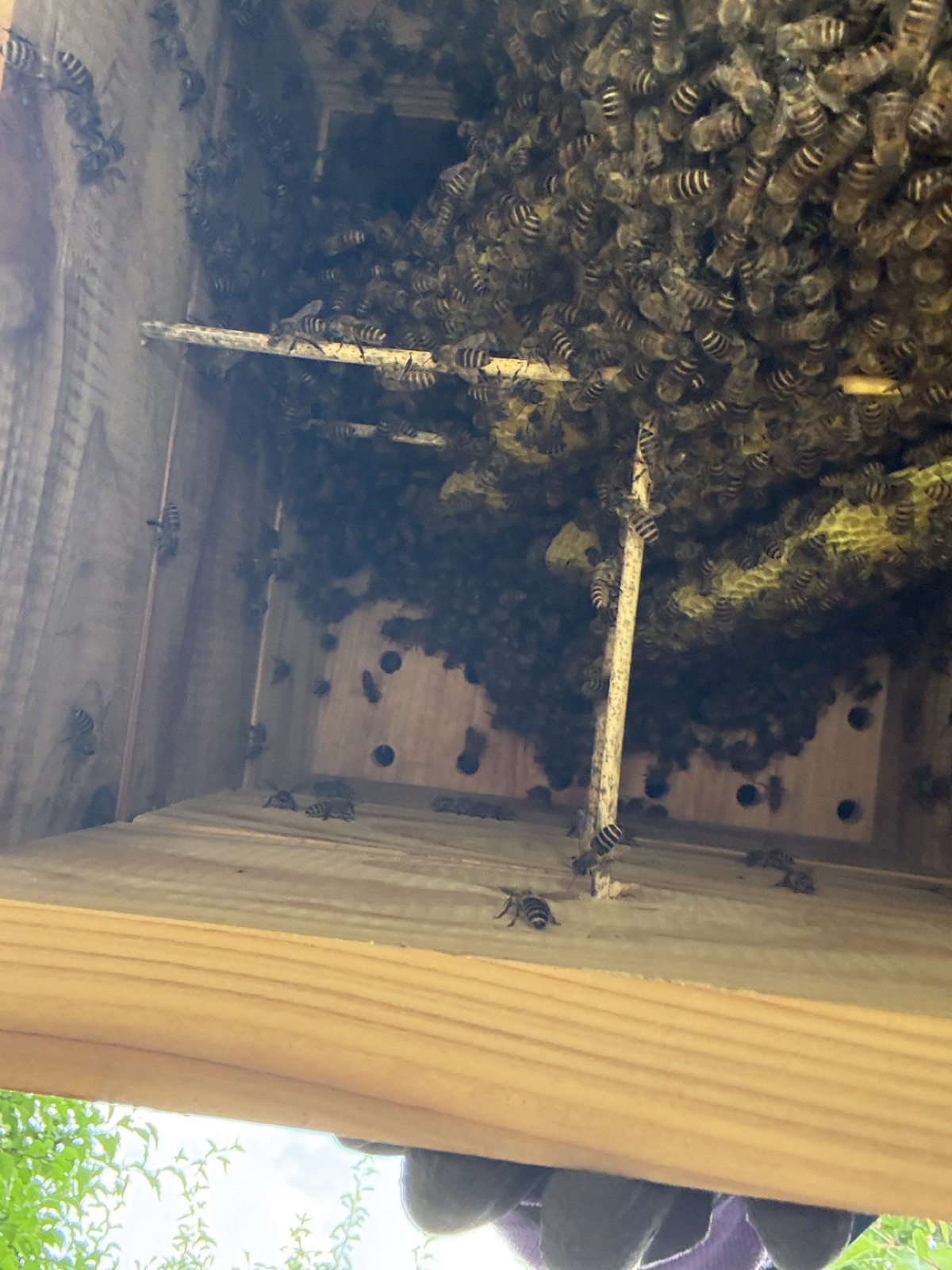 養蜂箱の中の様子