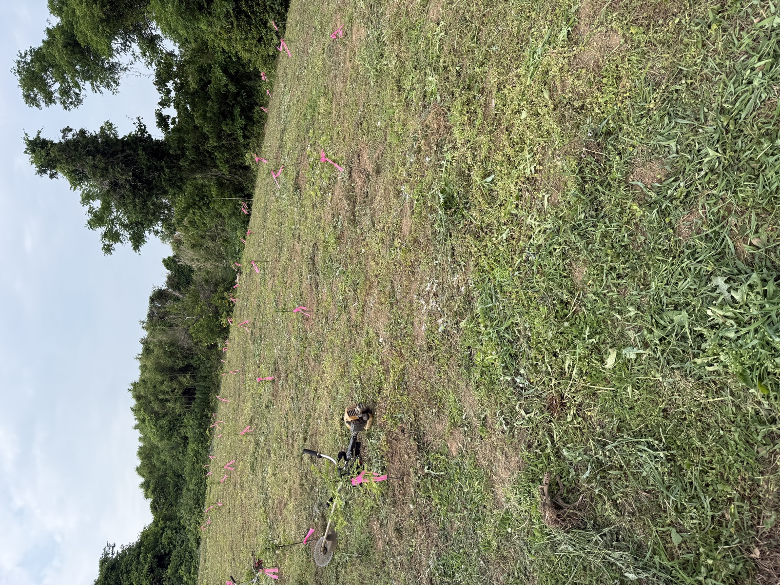 草刈り作業後の山椒畑