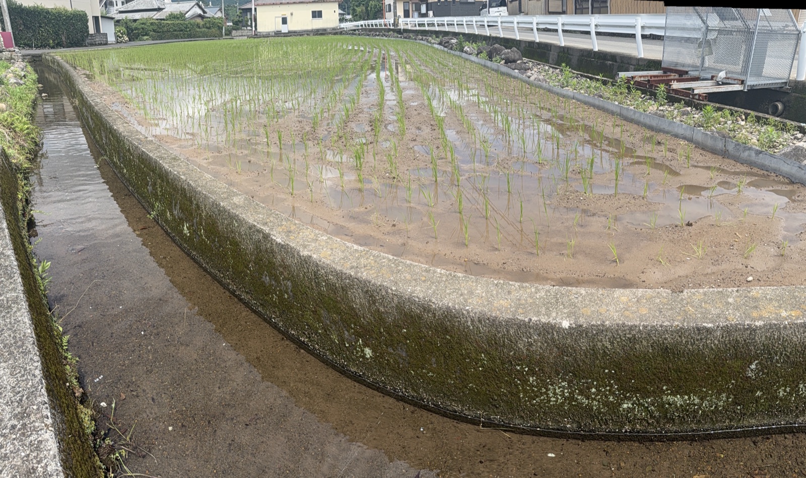 田植えから2週間の米の苗