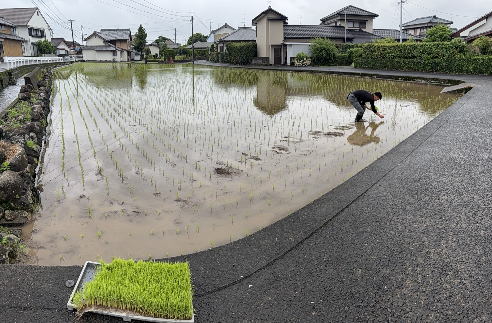 田んぼ全体と補植作業の様子