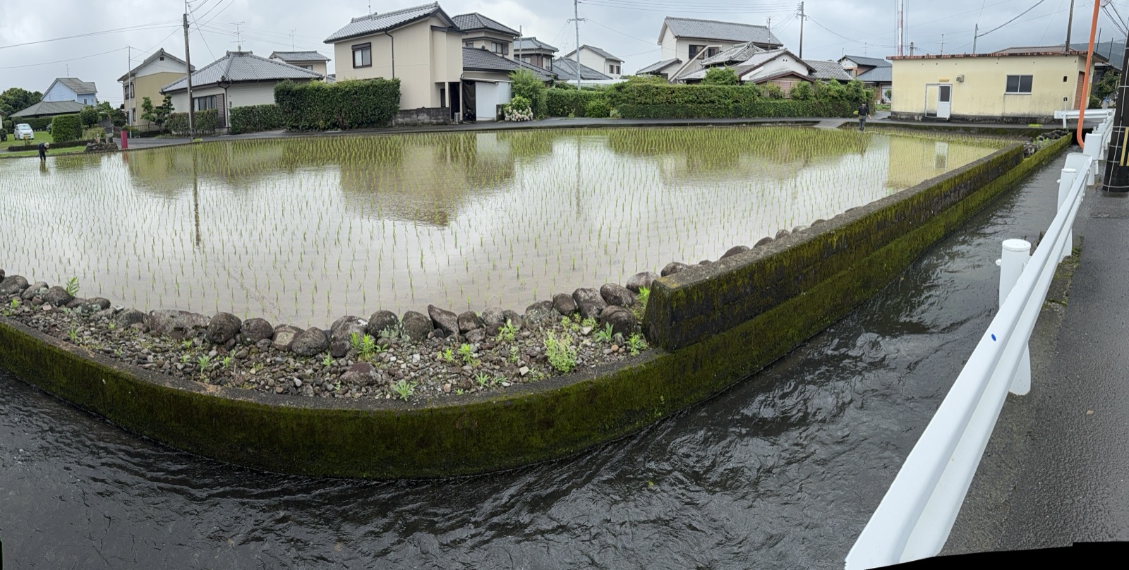 補植を終えた田んぼ全体
