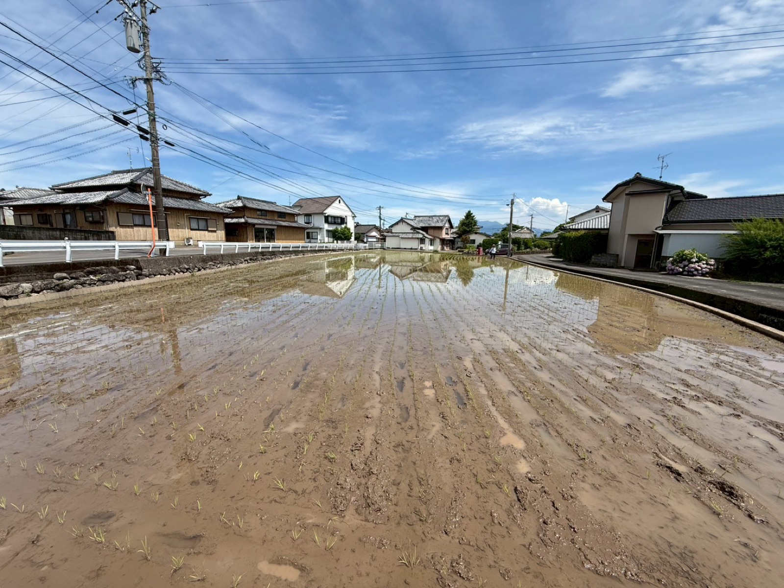 田植えが終わった田んぼ