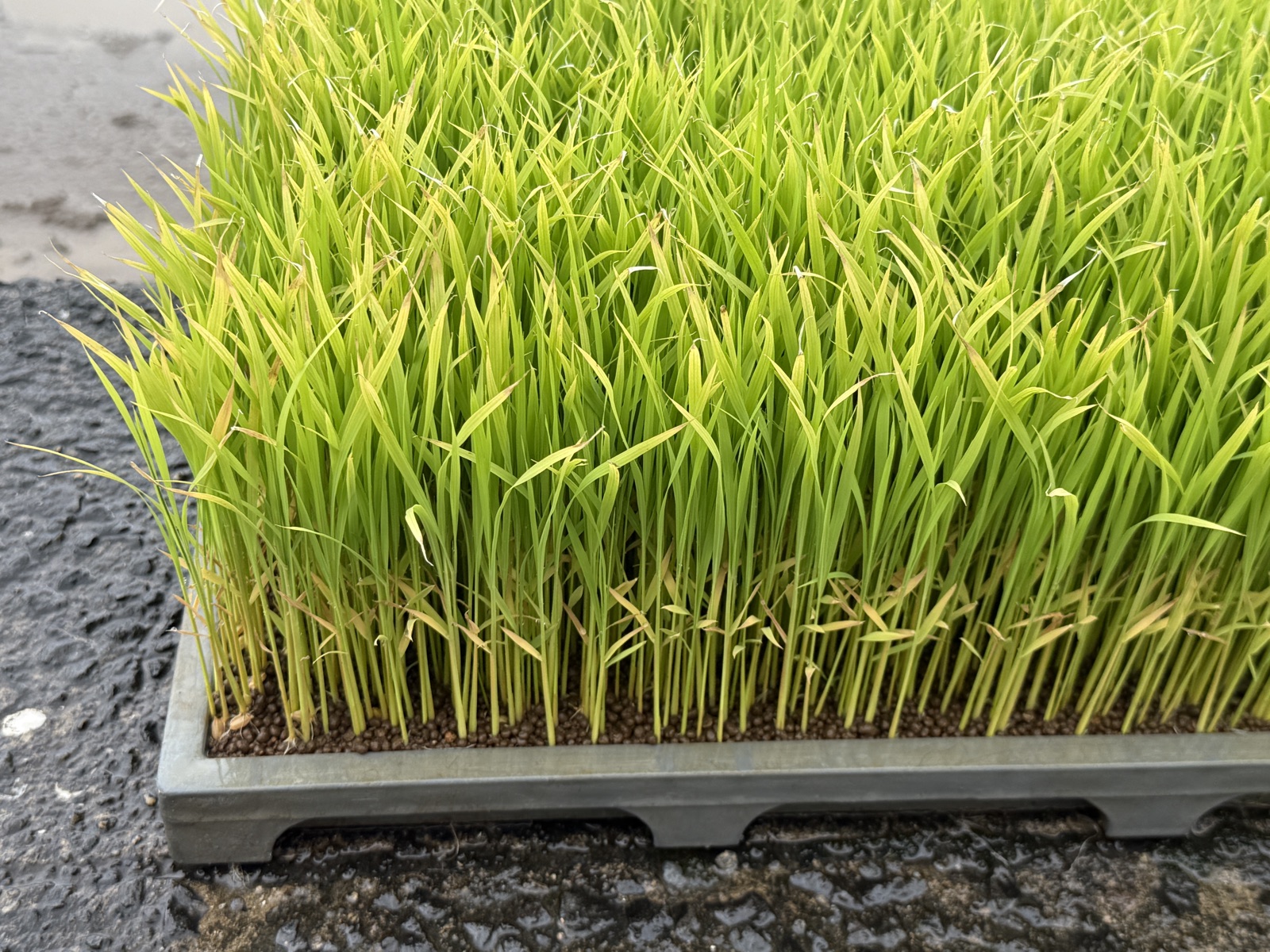 JAで受け取った田植えの苗