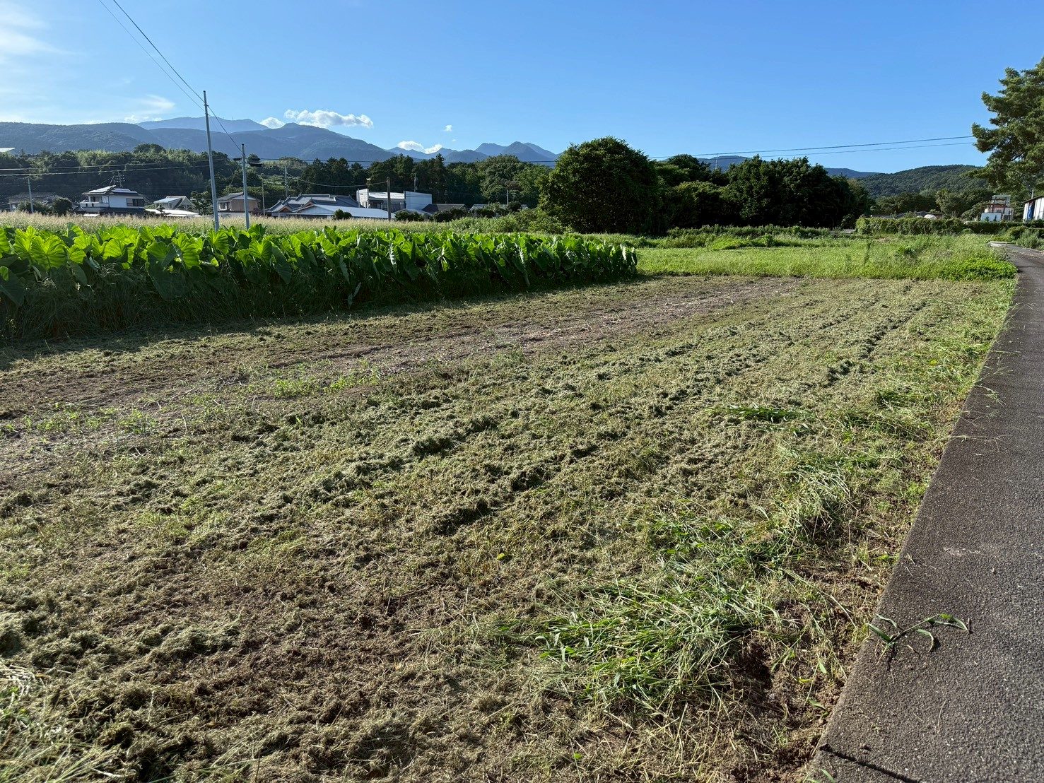 草刈りを終えてすっきりした畑