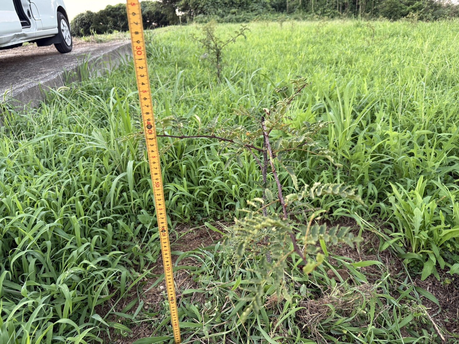 山椒のメス株