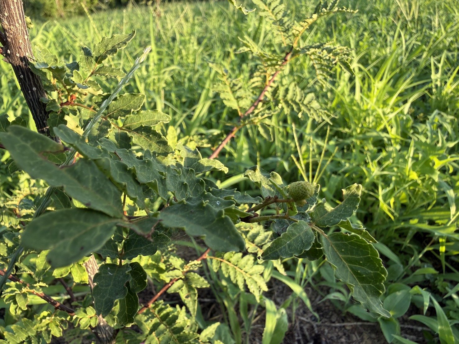 山椒に実がひとつついた