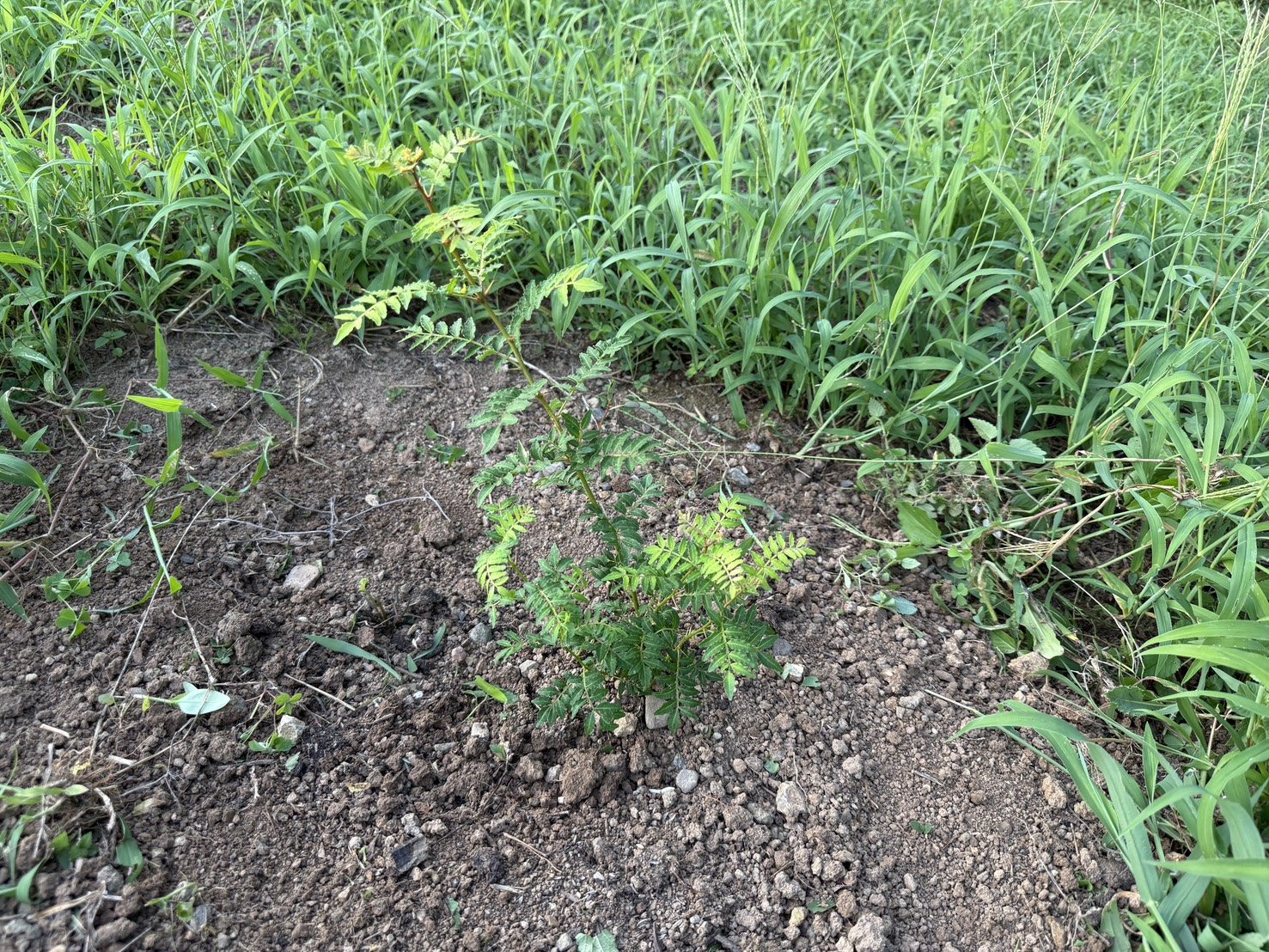 再生してきた山椒の株