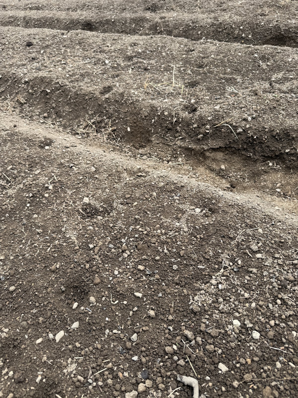 畑に残っていた何者かの足跡