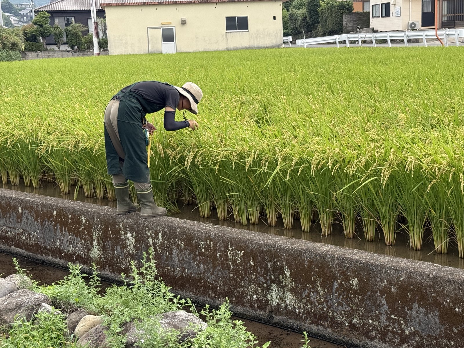 稲の株の中に入って様子を確認しているところ