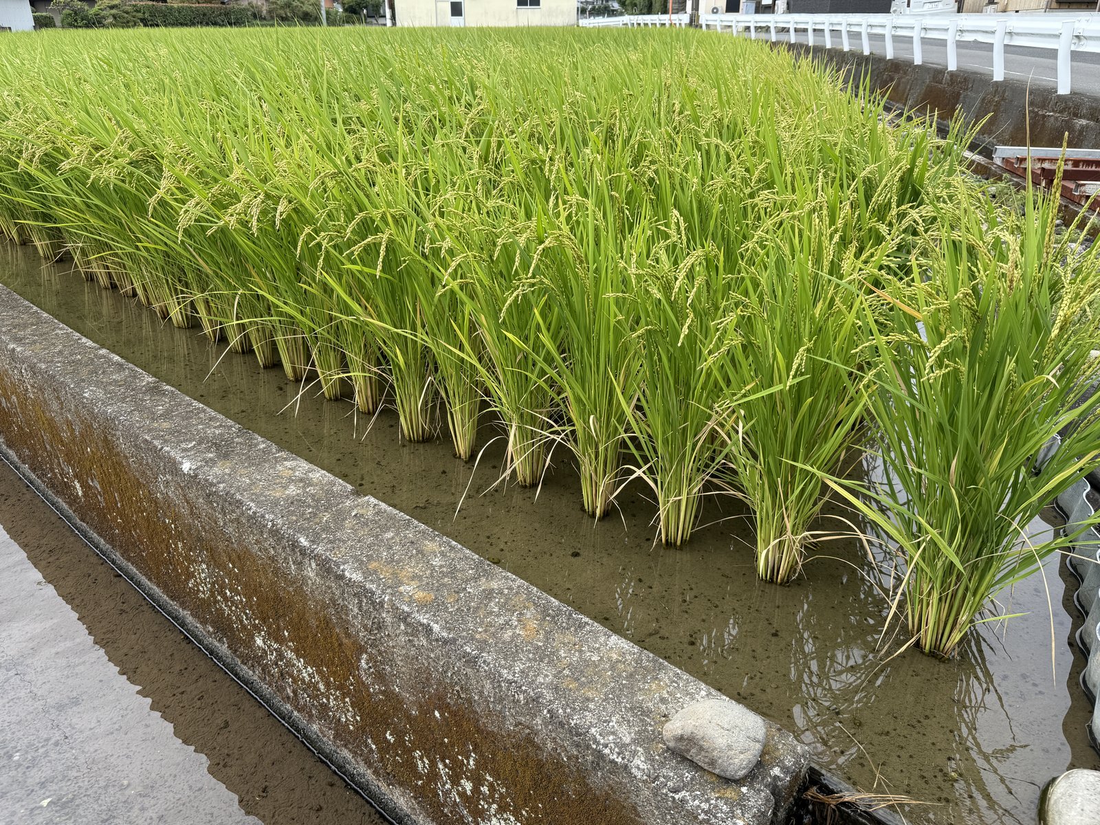 9月の田んぼの様子