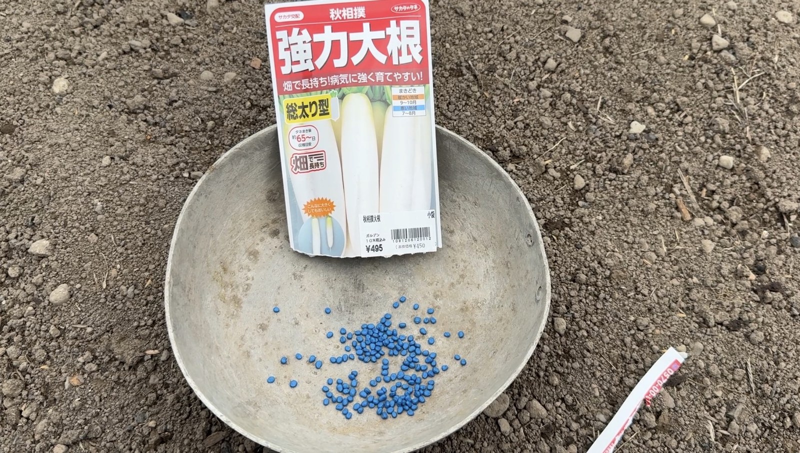 大根(強力大根)の種