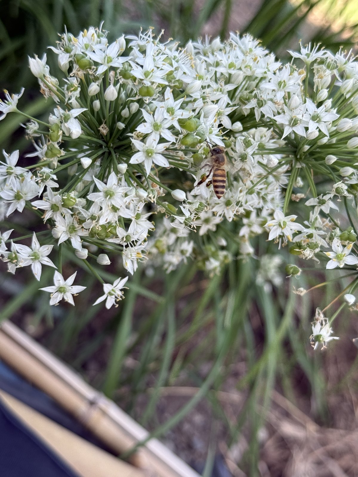 ニラの花で花粉を集めるミツバチ