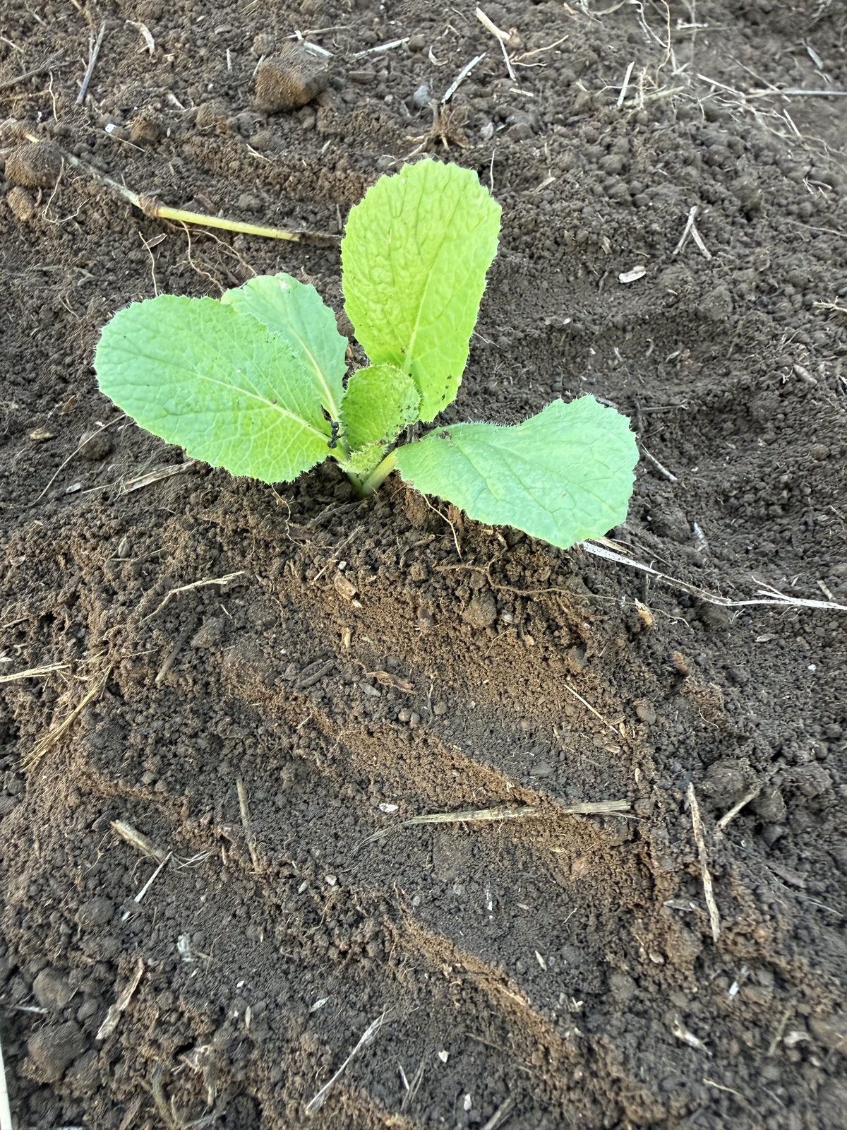 植えたばかりの白菜の苗