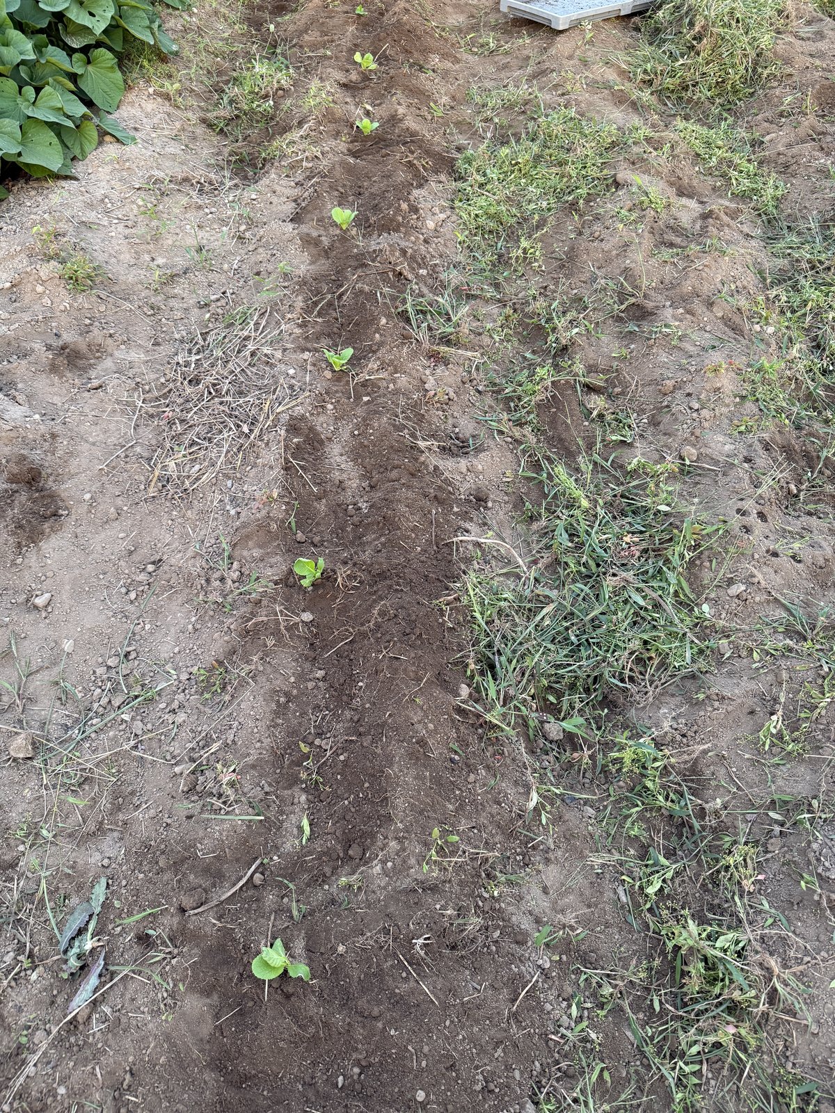 余った白菜を里芋のそばに植えたところ