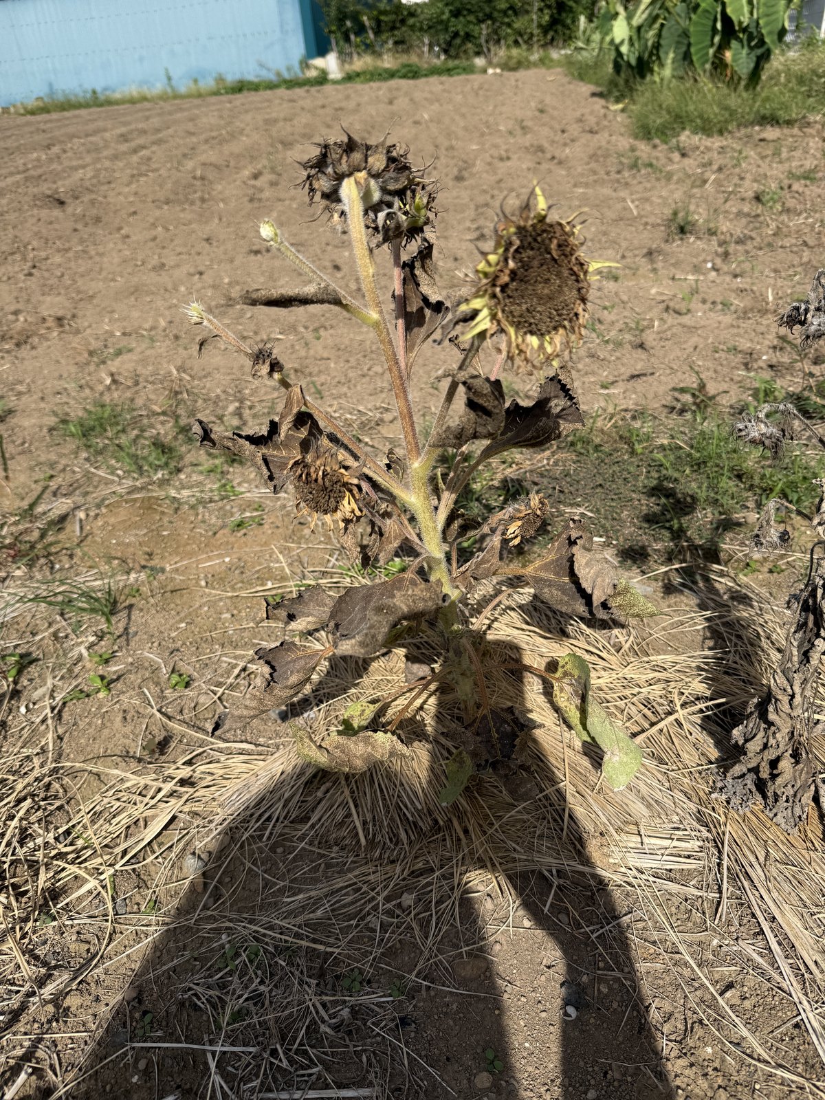 花が終わって枯れたひまわり