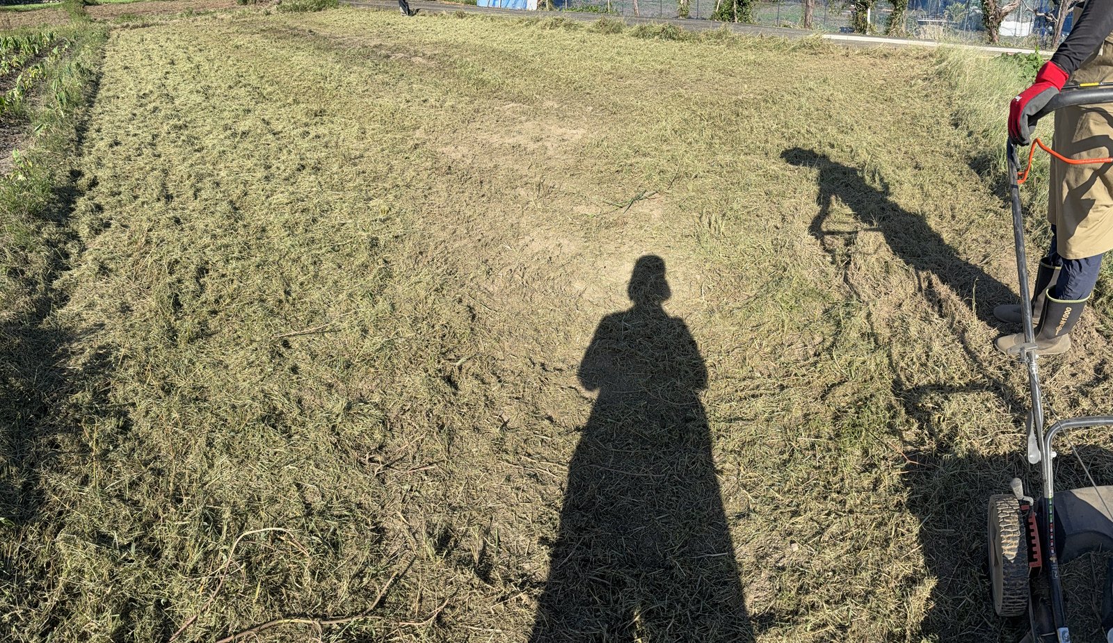 草を刈り終えた畑