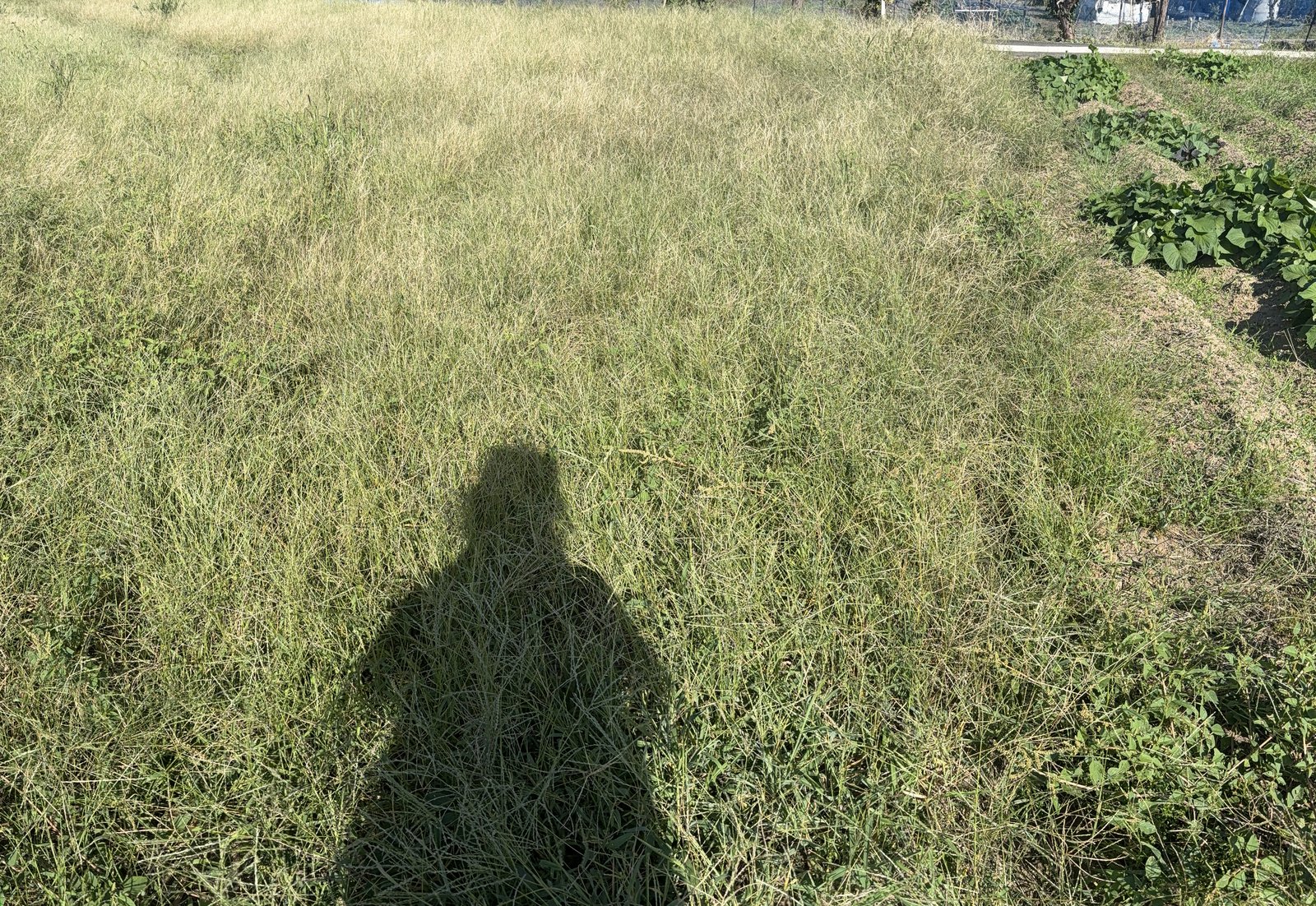 草が伸びきった草刈り前の畑
