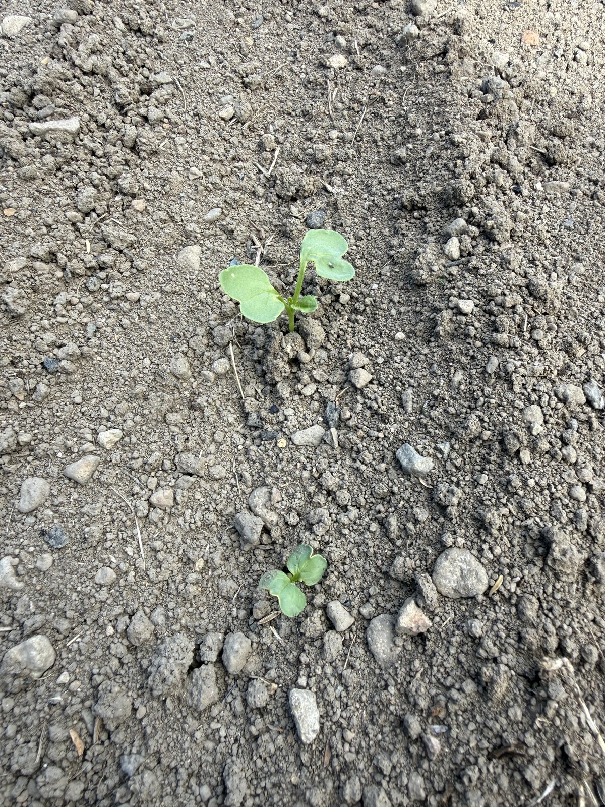 先週まいた種から出てきた芽