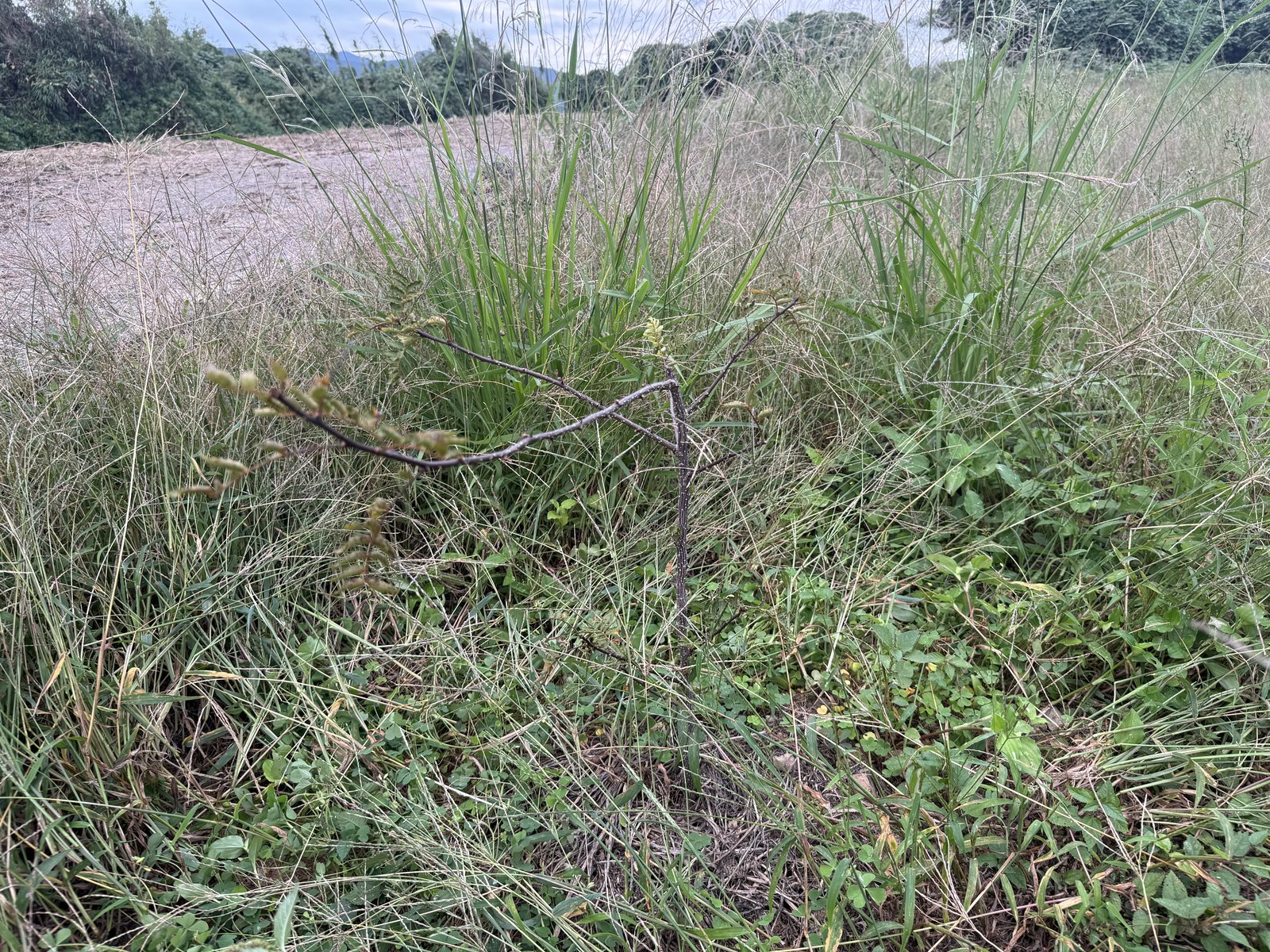 葉がほとんど落ちてしまった山椒の株